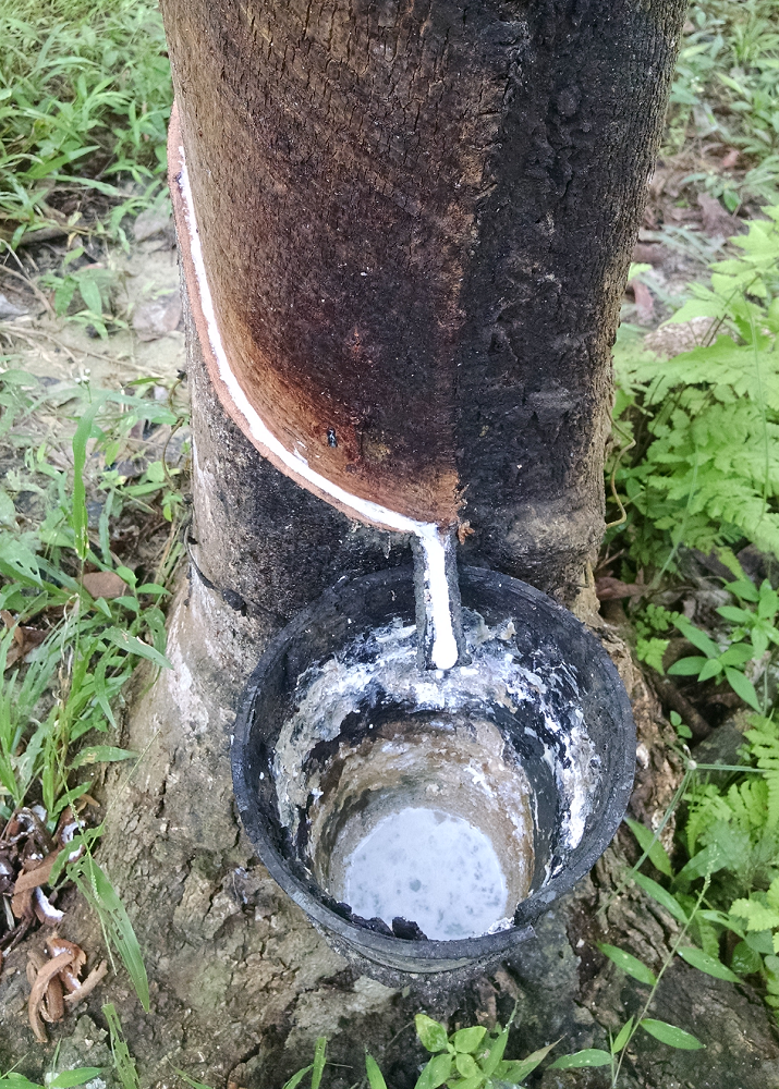 Closeup of tapped rubber tree with white latex dripping into collection cup 