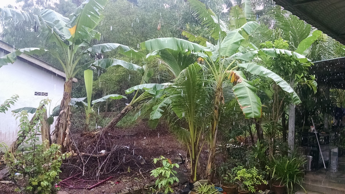 Rural tropical scene with lush green vegetation and heavy rain