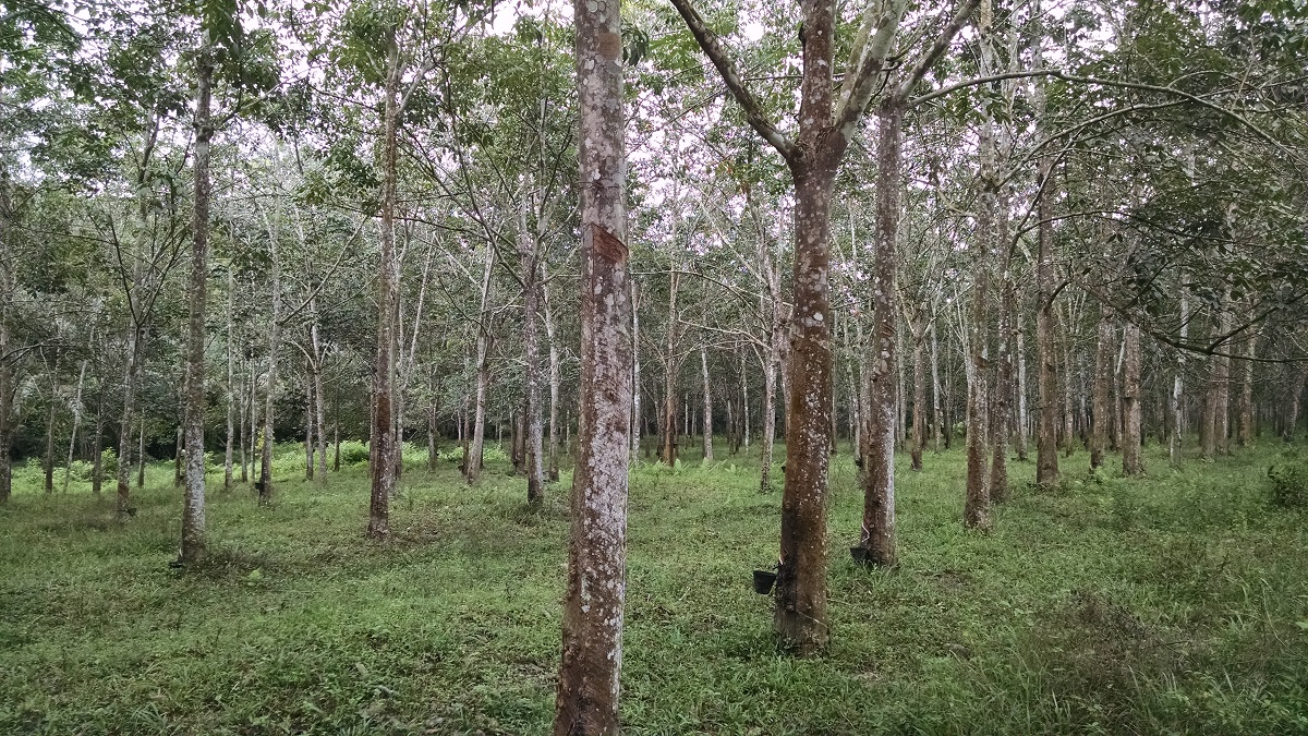 Rows of tall, straight rubber trees amidst a green forest floor