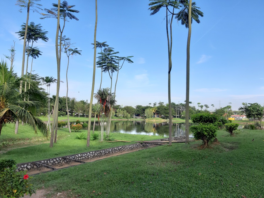 Tall, skinny palm trees surrounding a small lake with green grass and blue sky
