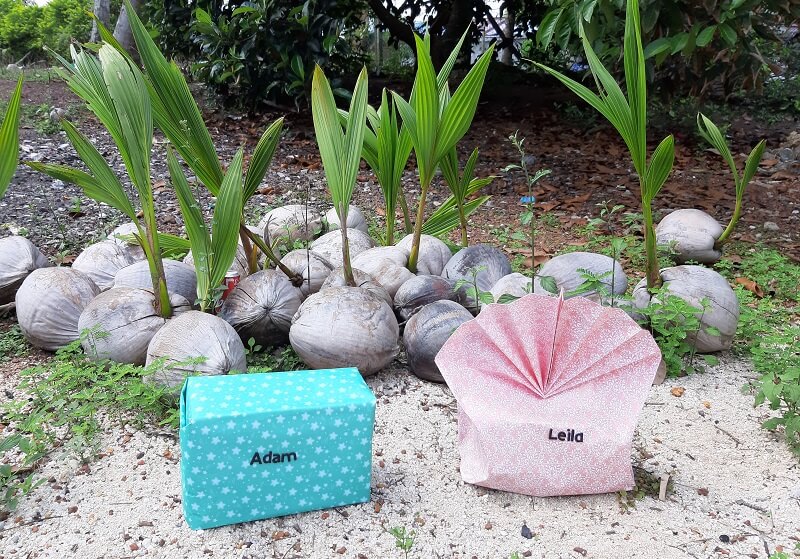 two wrapped gifts sitting in front of pile of coconuts with green stalks growing up