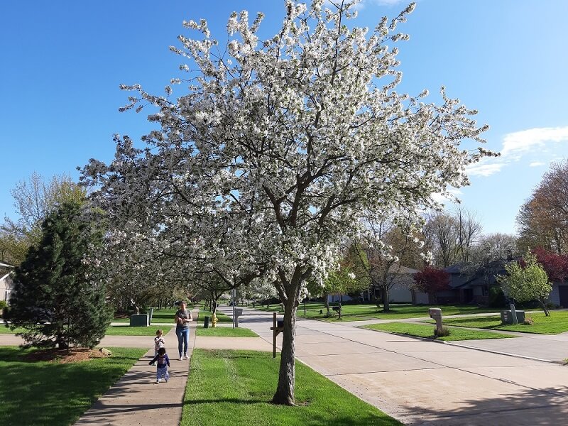 Neighborhood street with kids playing in big white blossoms on a tree