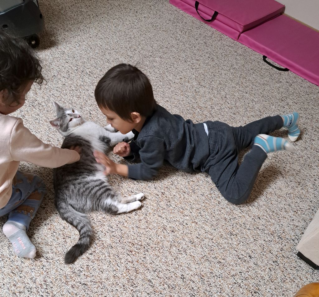kids petting and playing with white and gray cat